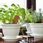 discover the secrets to a thriving herb garden indoors a beginners guide