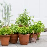 discover the ultimate guide to outdoor herb garden pots unlock a world of flavor and well being