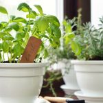 unlock the secrets of a thriving indoor herb garden on your windowsill
