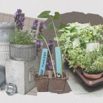 unlock the secrets of small herb gardening transform your kitchen and well being
