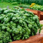 unveil the secrets of herb gardening your guide to where to buy fresh herbs near me