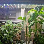 unveiling secrets the ultimate guide to diy indoor herb gardens with grow lights