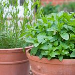 unveiling the secrets a beginners guide to growing herbs in pots