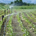 uncover the secrets of flushing farms discoveries and insights for thriving crops