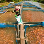 uncover the secrets of sustainable fish farming with dunns fish farm