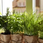 unleash the secrets of outdoor herb gardening your guide to a thriving herb haven