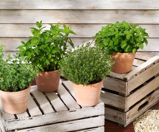 unveiling the secrets of herb planter boxes a journey to gardening delights