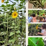 grow play and learn the ultimate guide to learning garden daycares