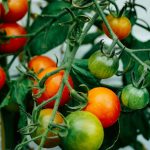 the ultimate guide to planting tomatoes for abundant garden harvests